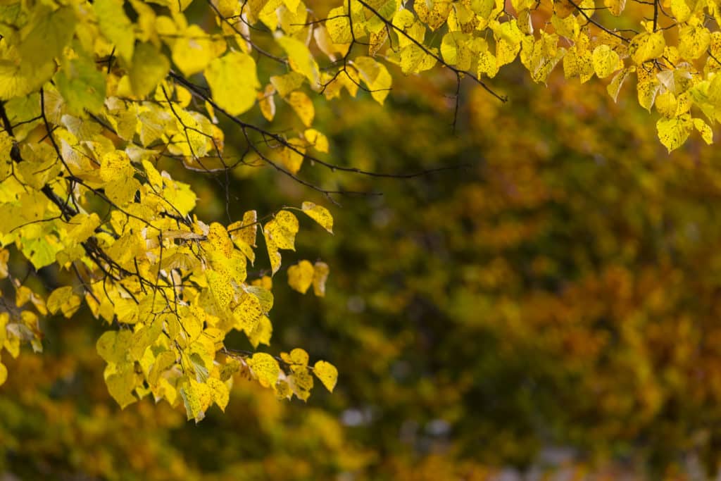 Autumn Trees in Kungsparken, Malmo, Sweden
